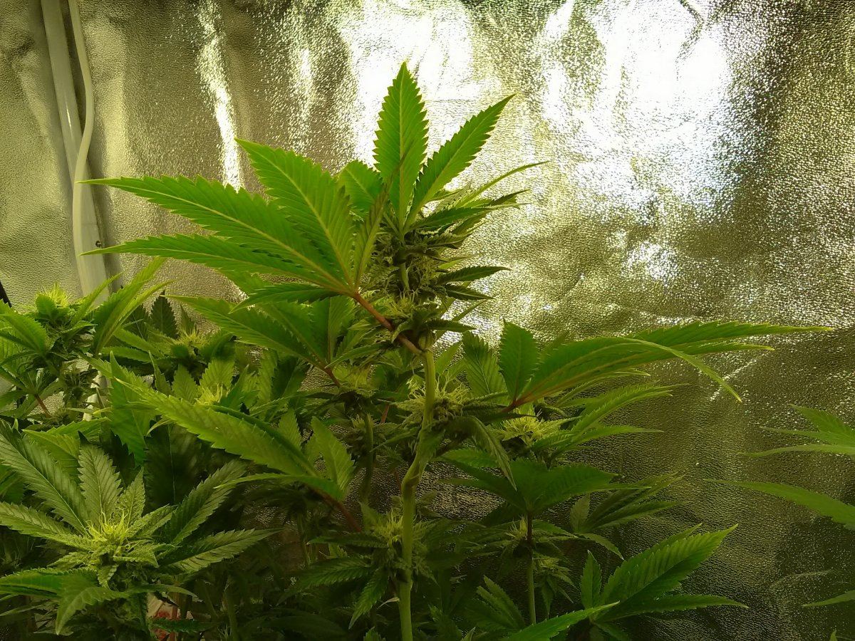 28fsourogbuds