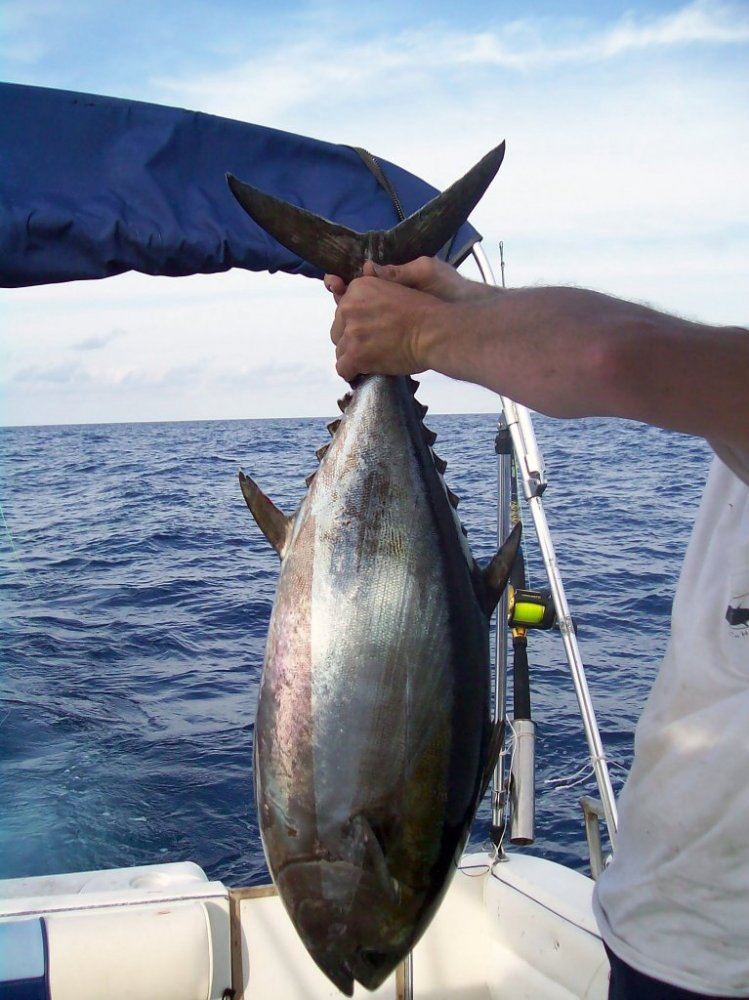 28lb tuna