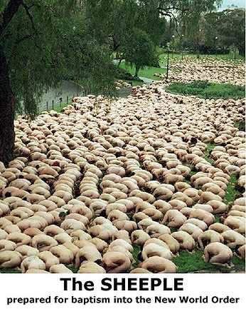 2964sheeple