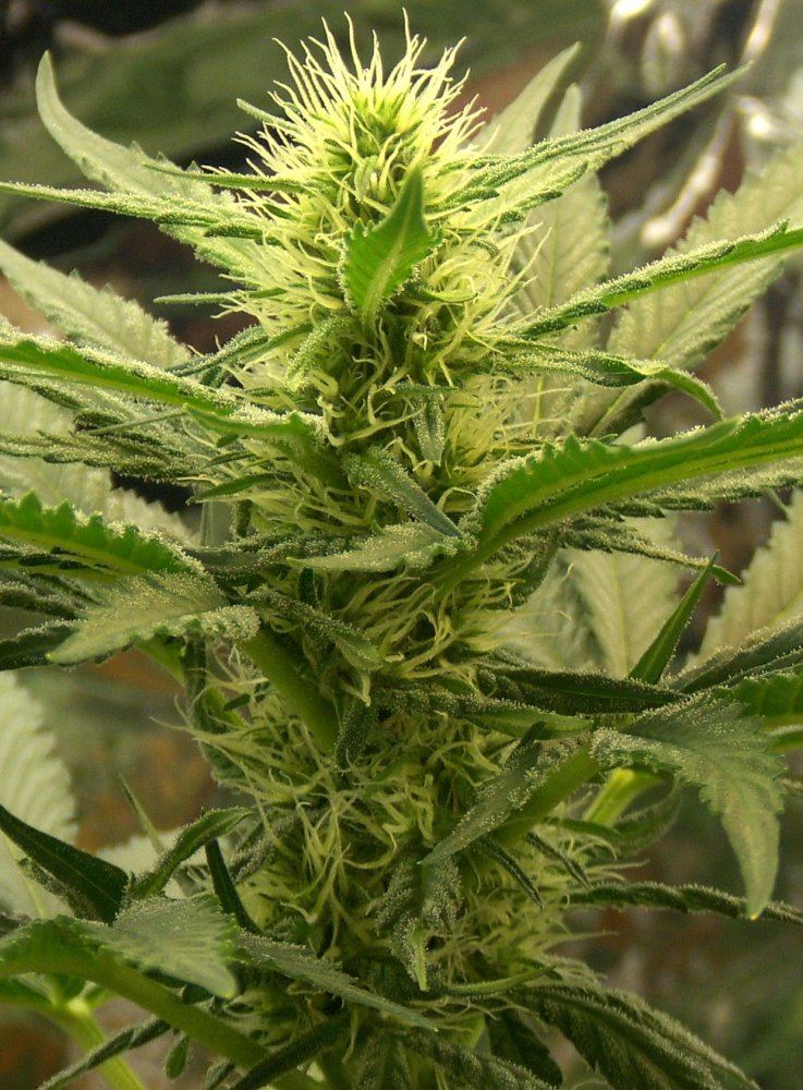 29th day flower 12 1 09 cola pic 3