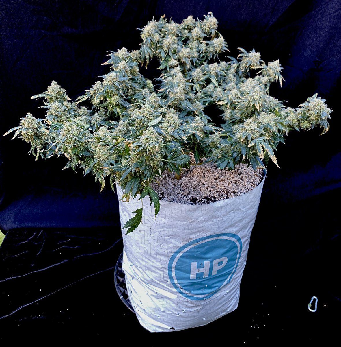 2A7C5624 95F6 4C04 94CD 28C5EA9AEF7D