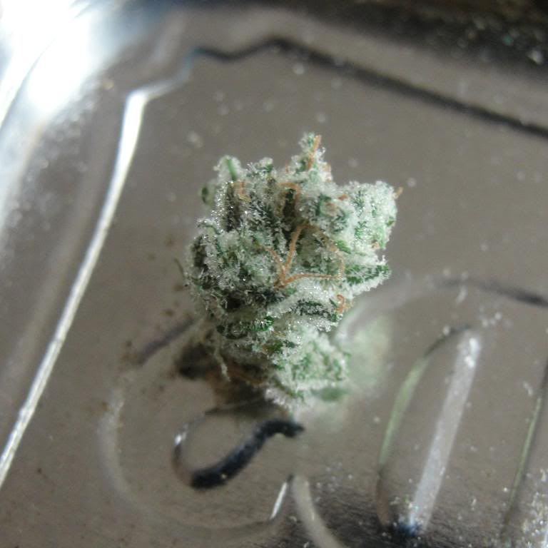 2berrywhitef4nug