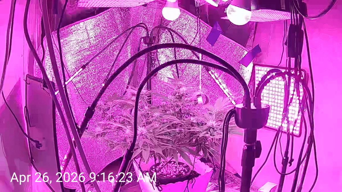 2C
