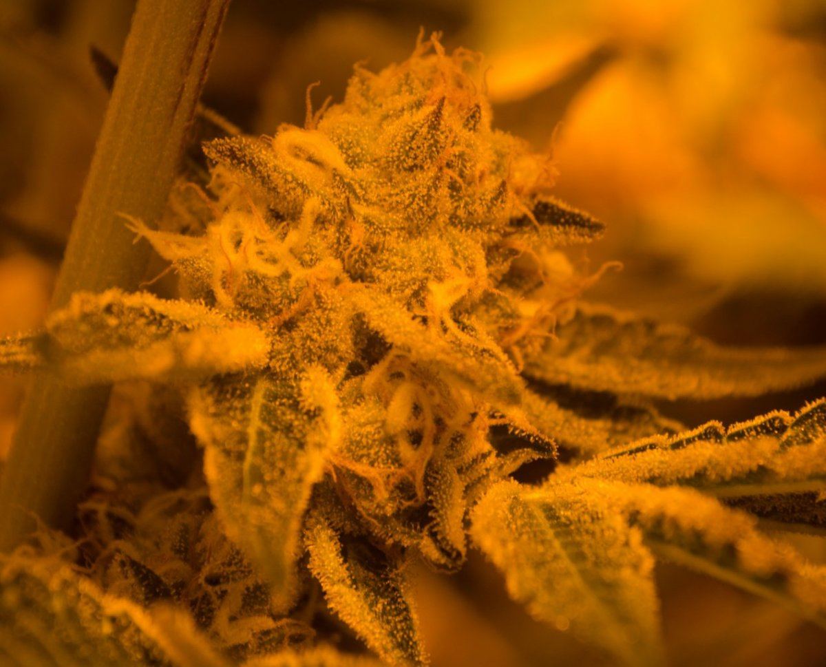 2cook6