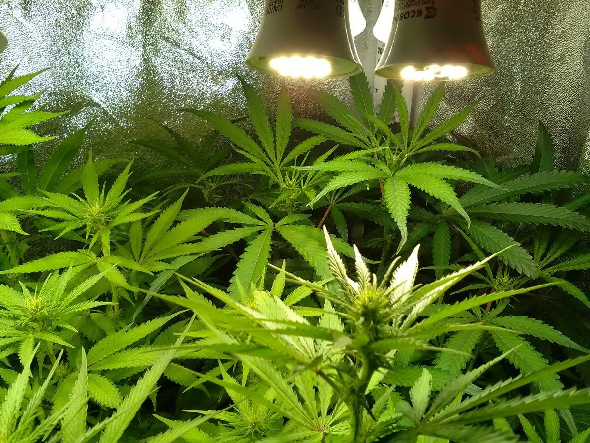 2F Chernobyl