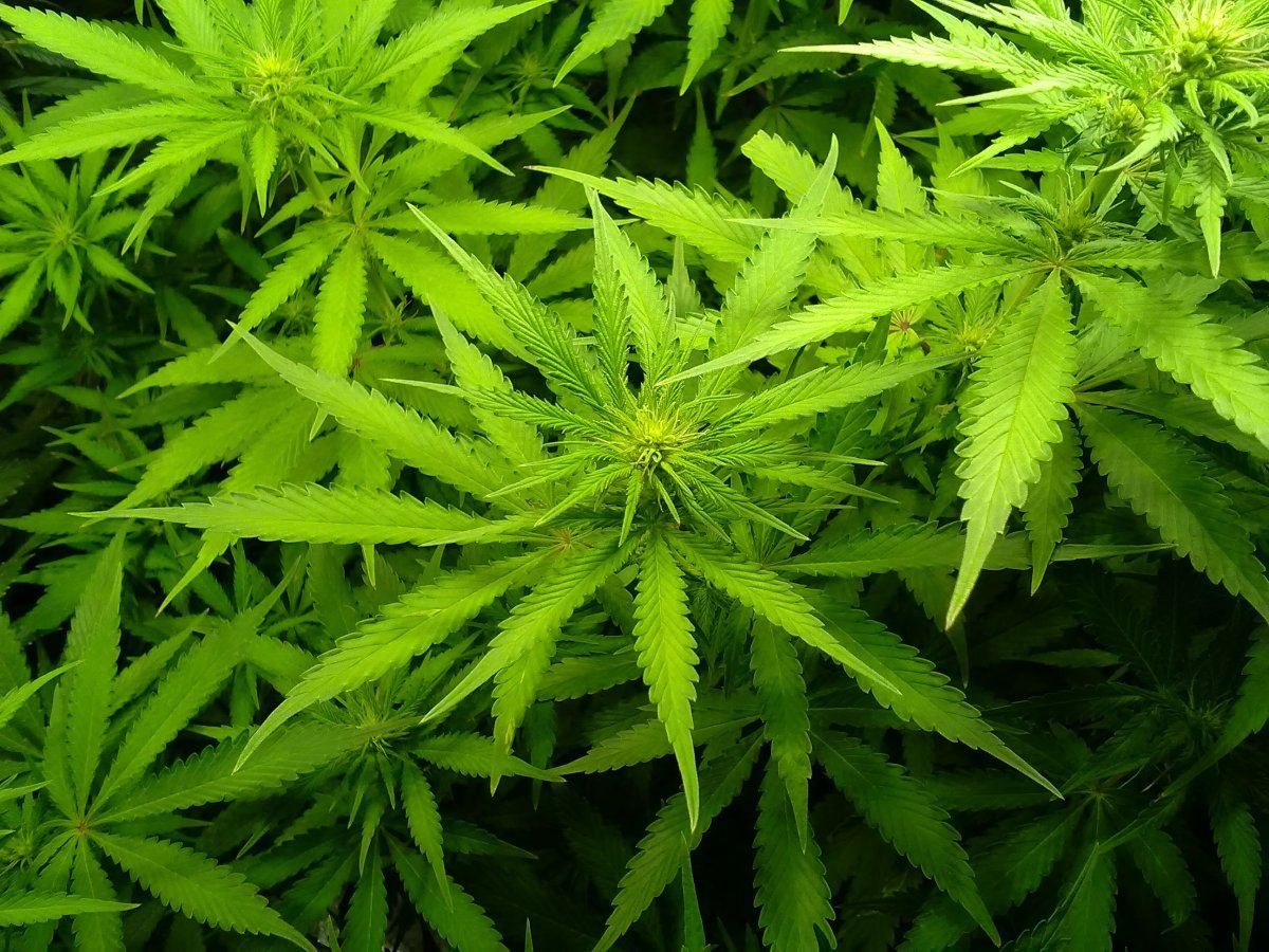 2F SLHflower