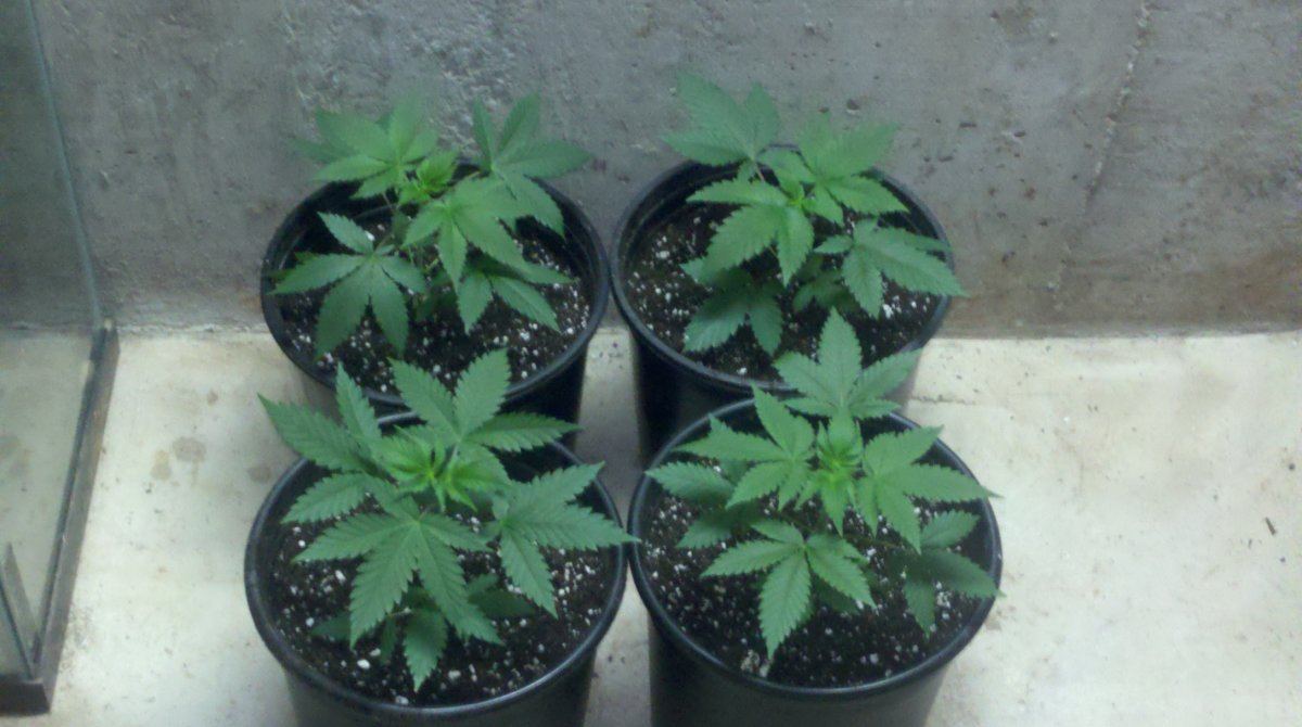 2gal