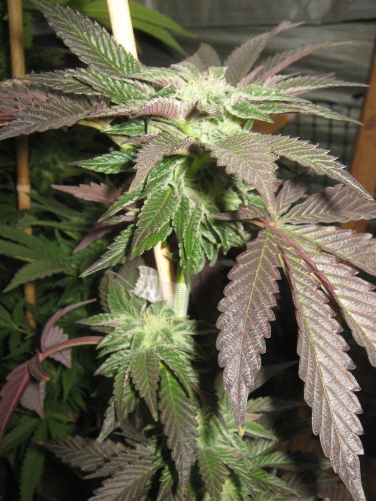 2gsc325