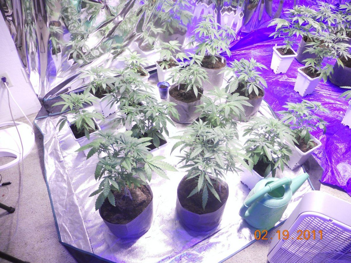 2k watts running veg 001