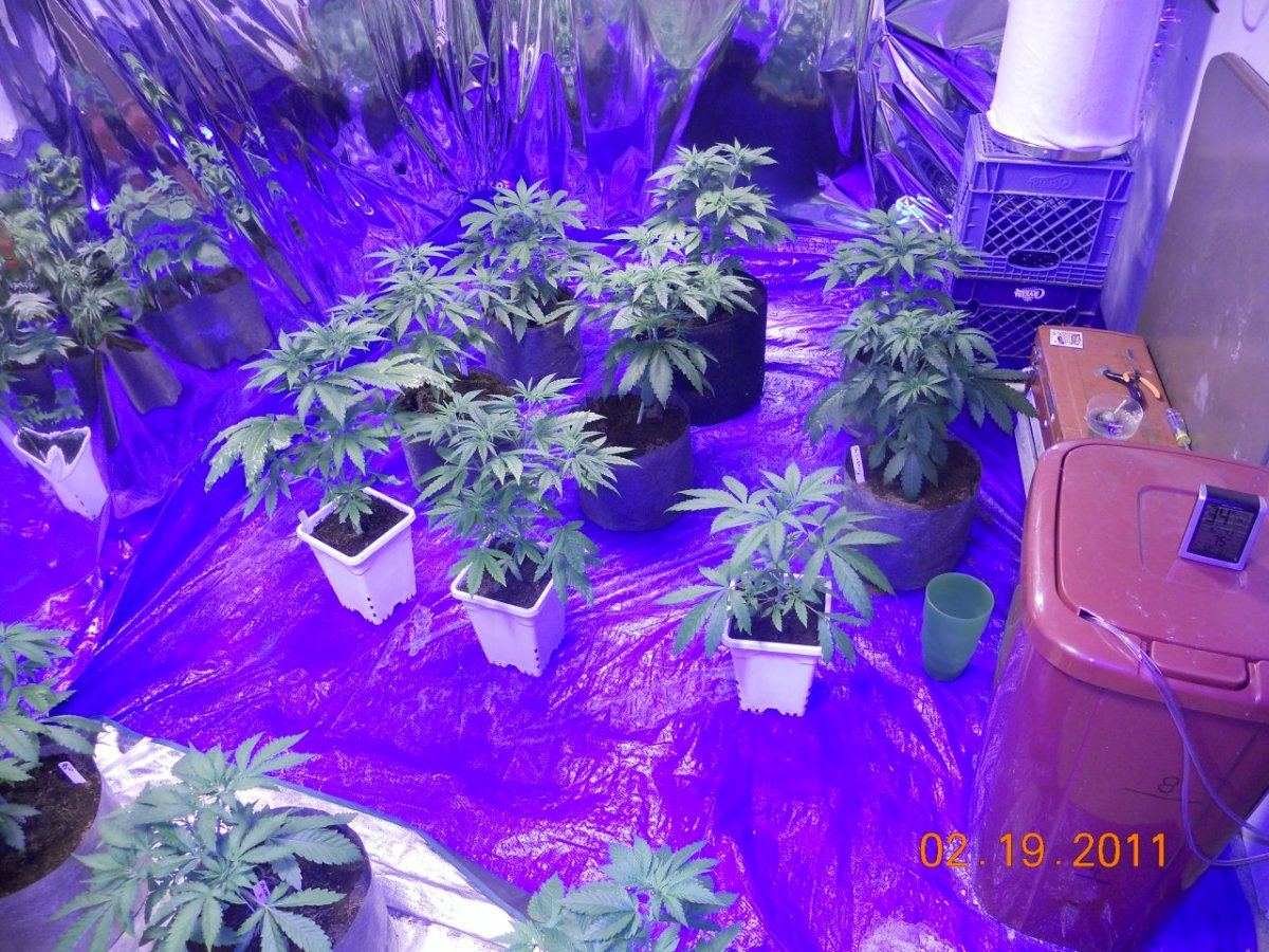 2k watts running veg 002