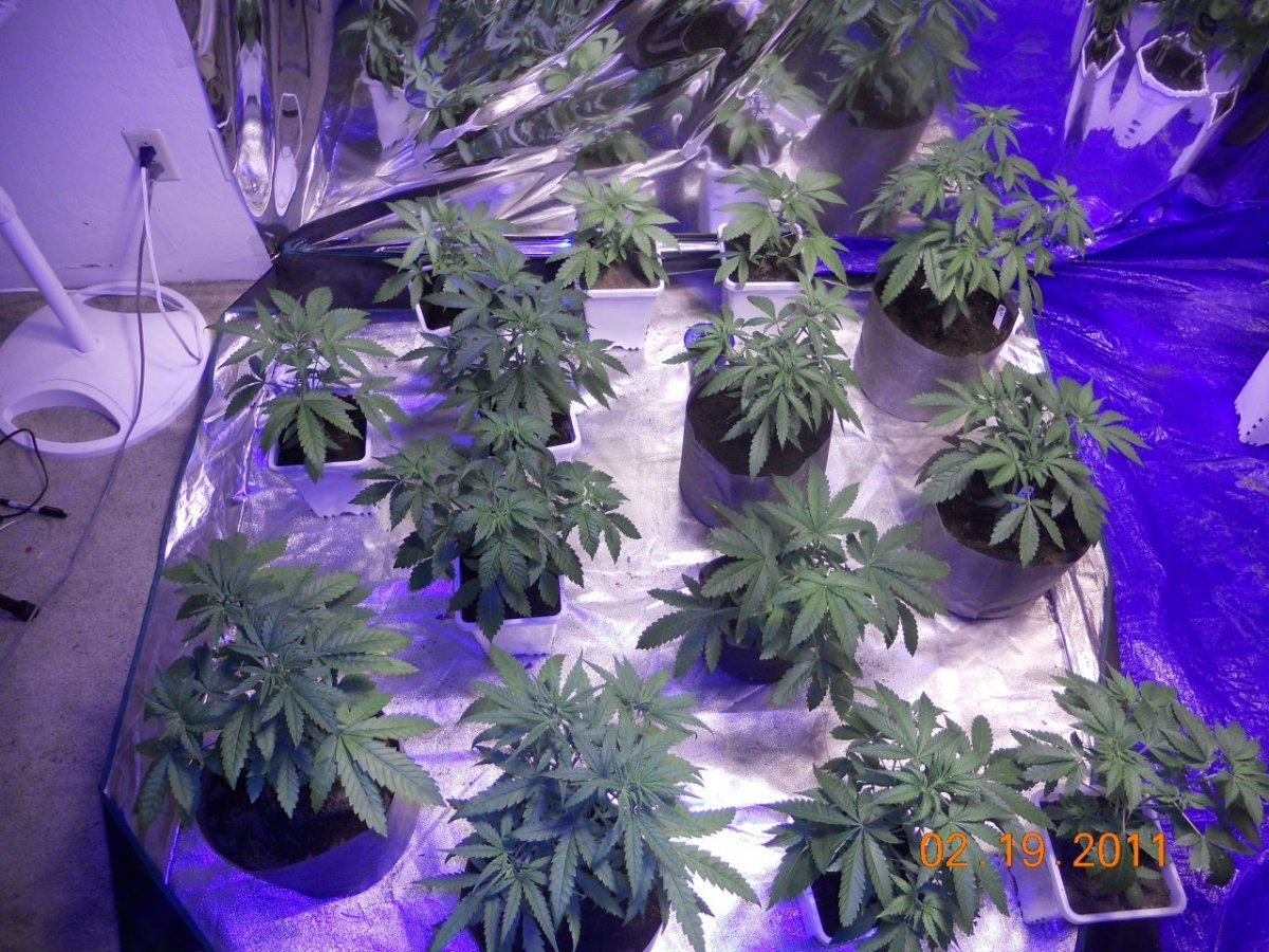 2k watts running veg 003
