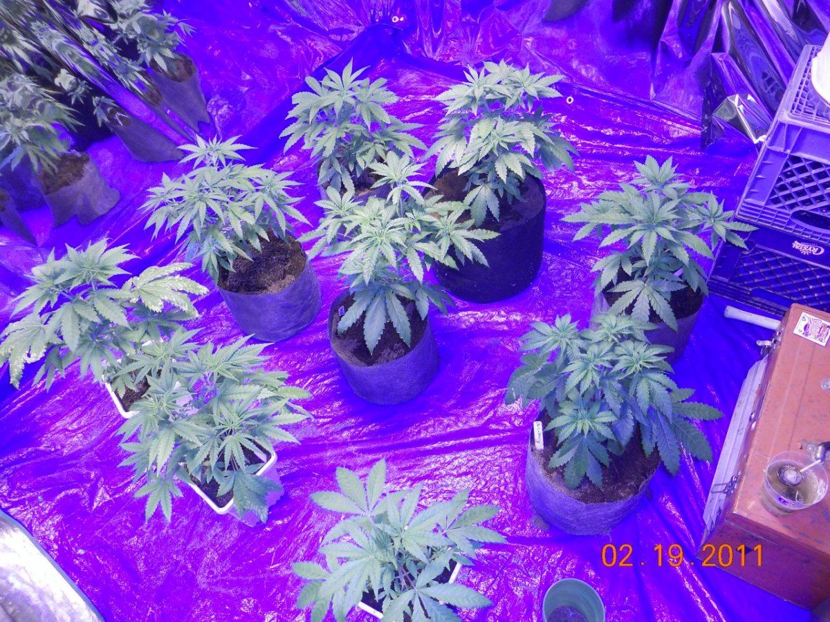 2k watts running veg 004