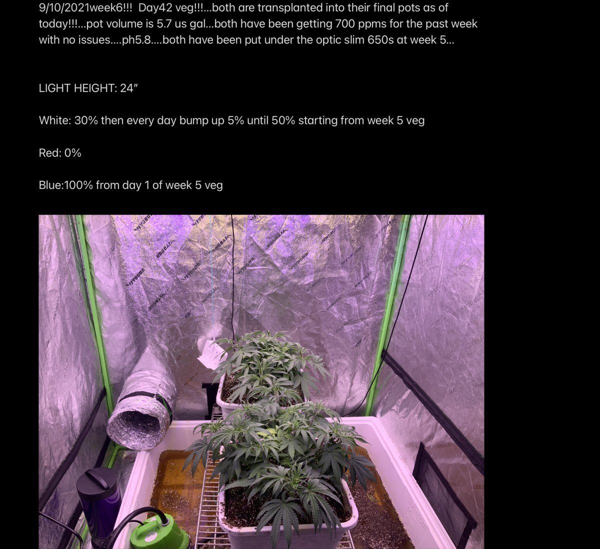 2lb plant 2nd attempt no co2 3