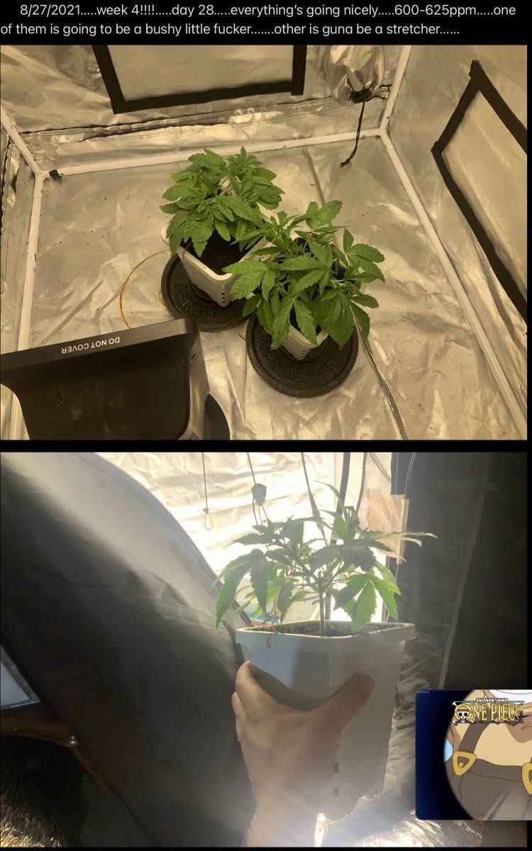 2lb plant 2nd attempt no co2 5