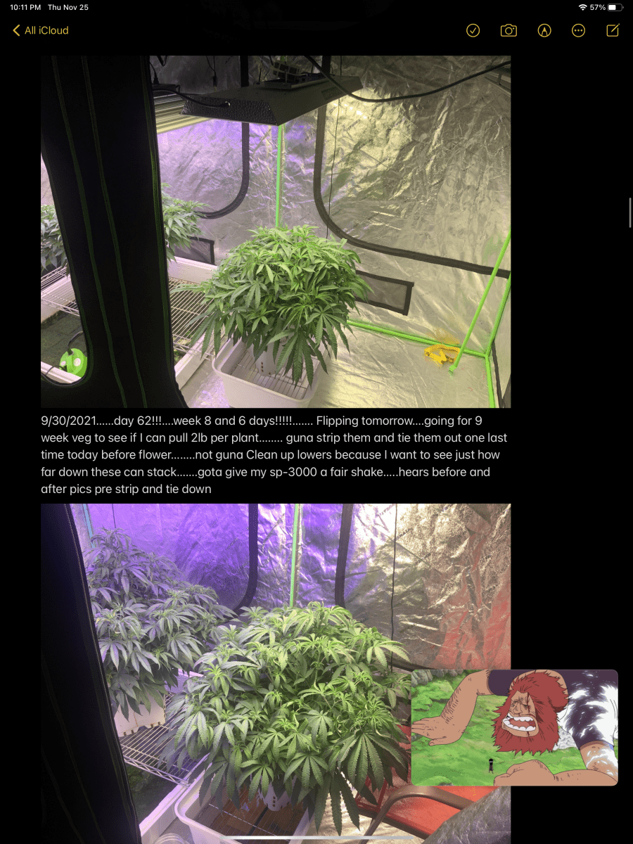 2lb plant 2nd attempt no co2 6