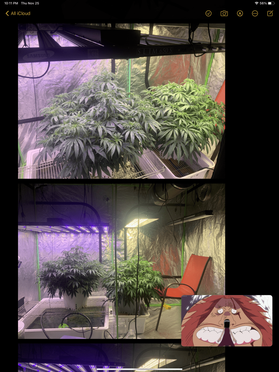 2lb plant 2nd attempt no co2 7