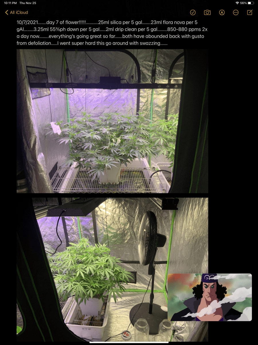 2lb plant 2nd attempt no co2 9