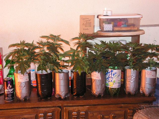 2LITTER PLANTS