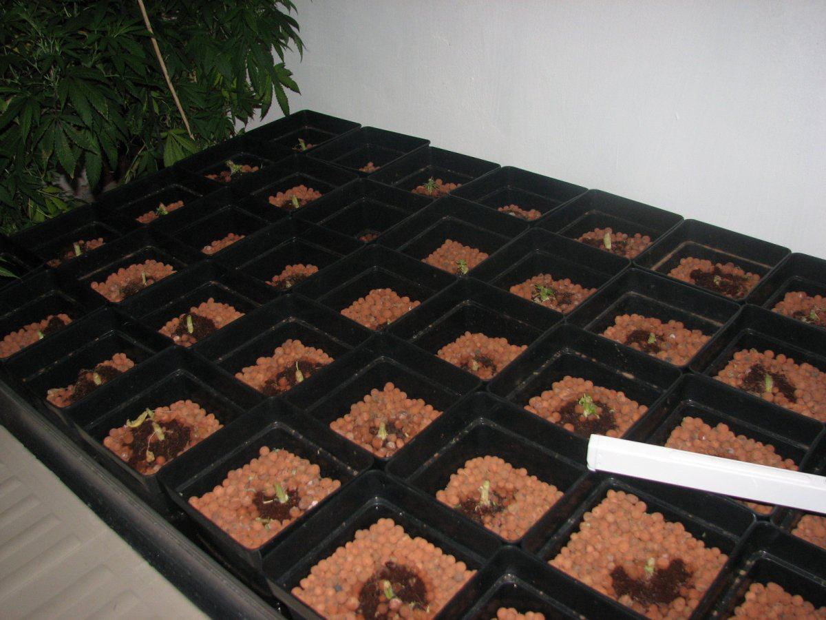 2mx1m ef tablessealed room 2