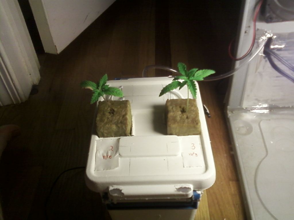 2nd attempt at hydro   dwc and some mystery seeds 5