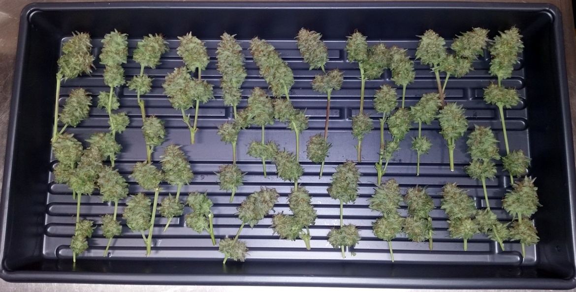 2nd cut Tangilope grow 01