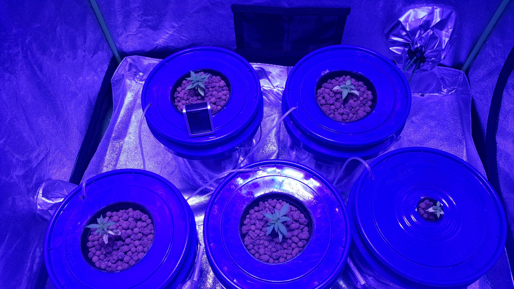2nd ever grow bagseed just got first feed