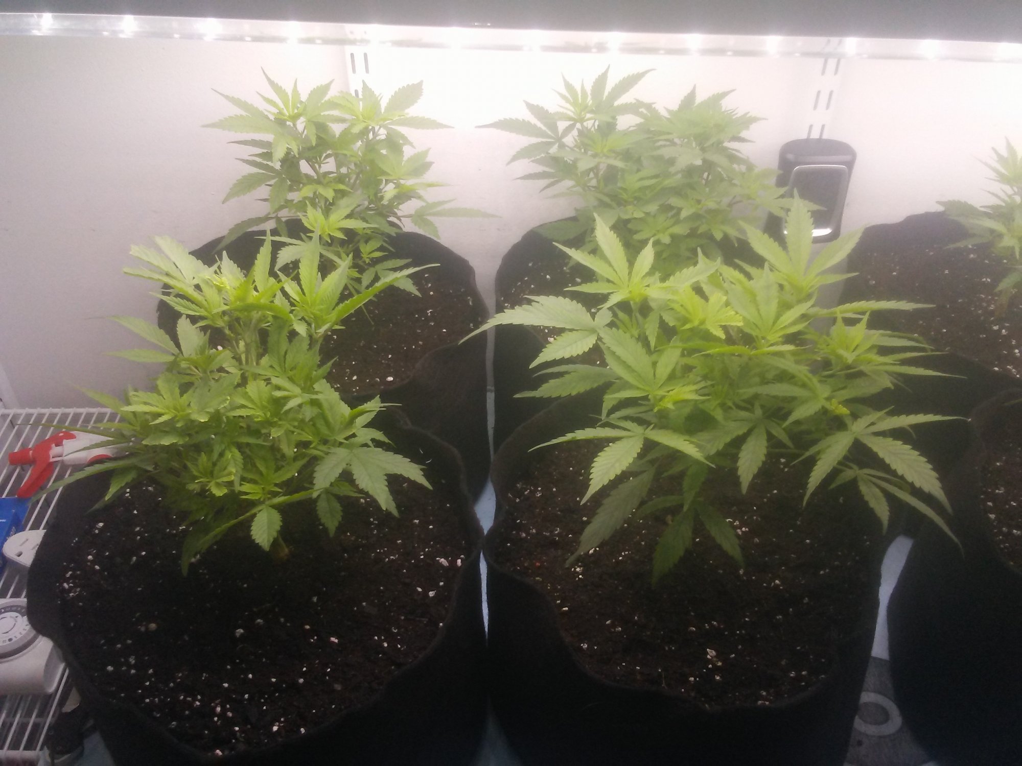 2nd grow ever learning as i go 3