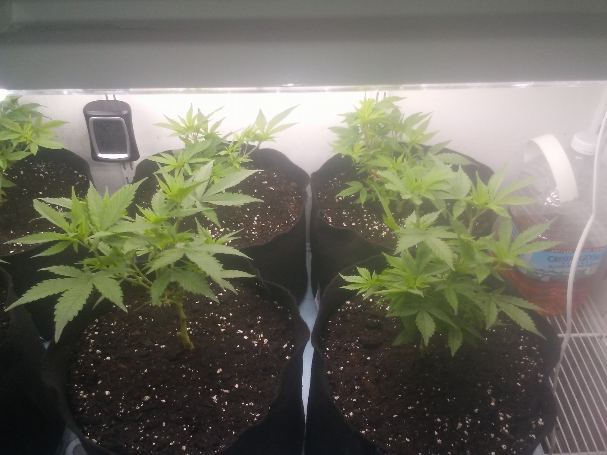 2nd grow ever learning as i go 4