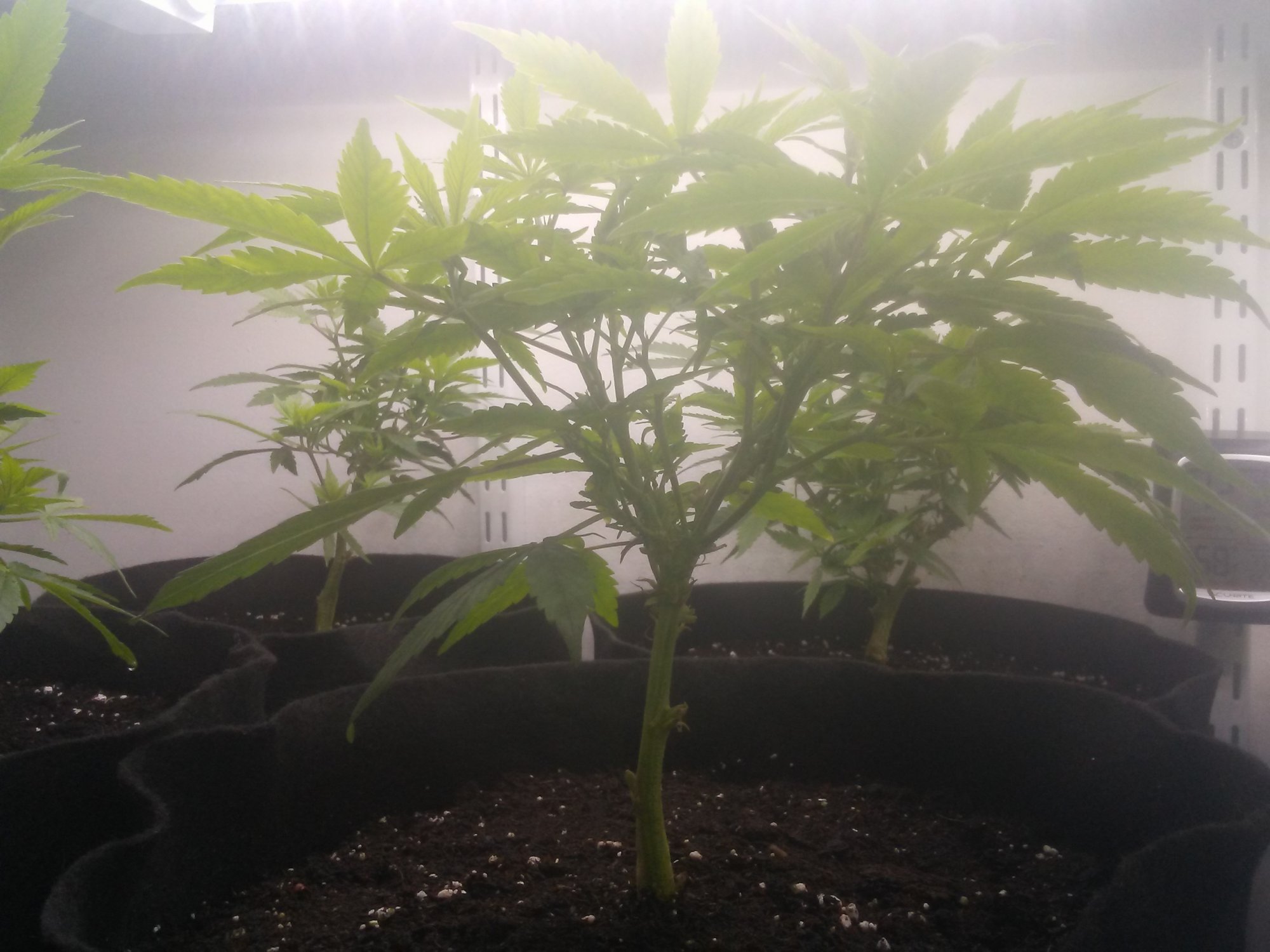 2nd grow ever learning as i go 5