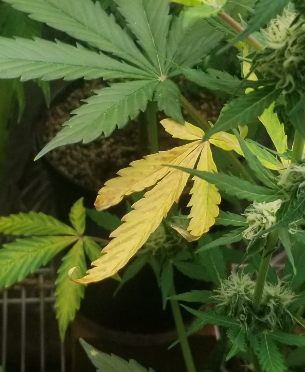 2nd grow how much can i defoliate