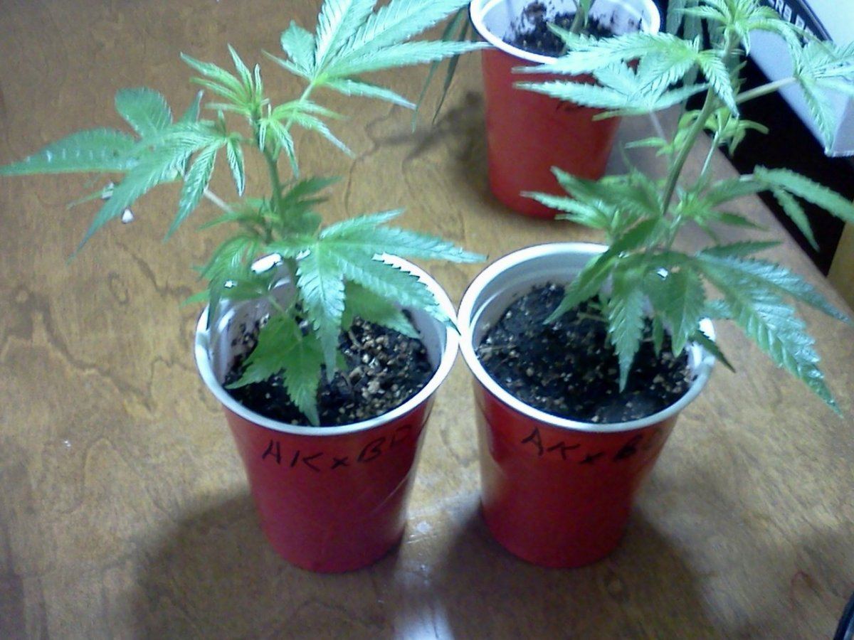 2nd grow indoor soil still learning 3