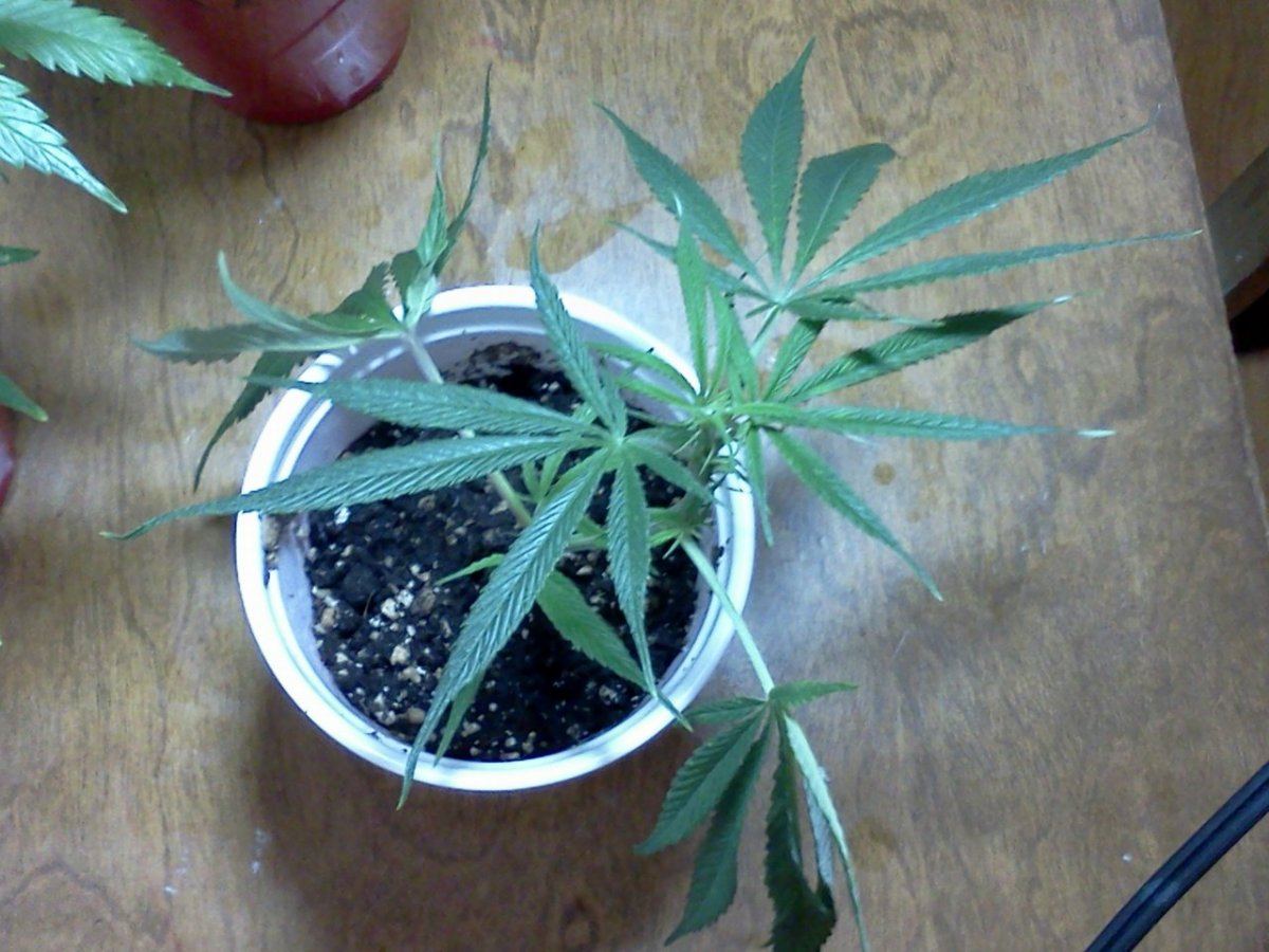 2nd grow indoor soil still learning 4