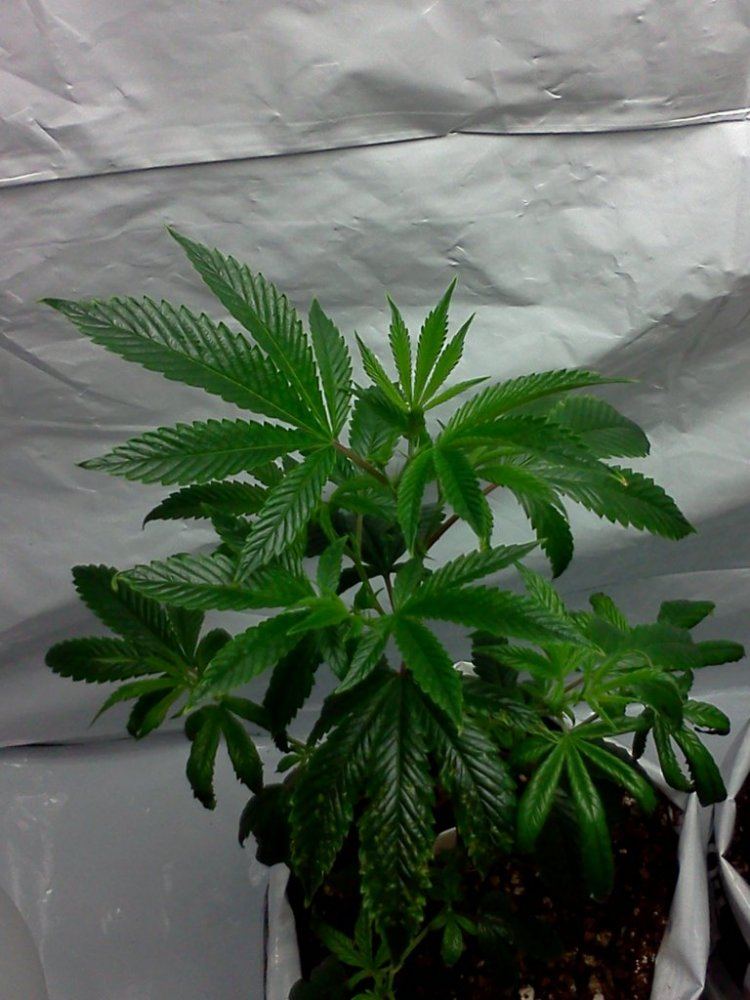 2nd grow indoor soil still learning 5