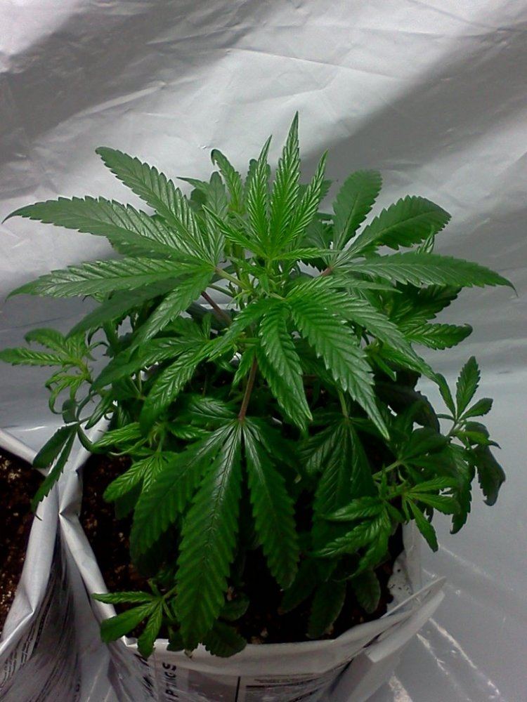 2nd grow indoor soil still learning 6