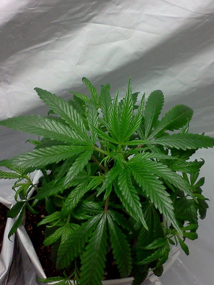 2nd grow indoor soil still learning 7