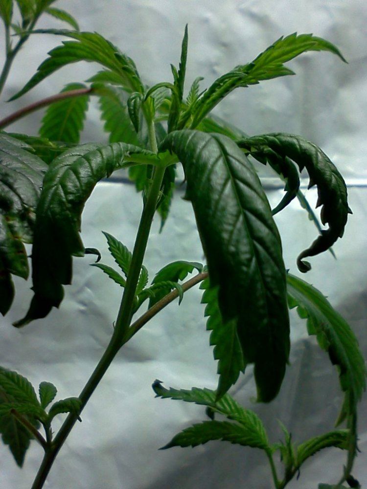 2nd grow indoor soil still learning 8