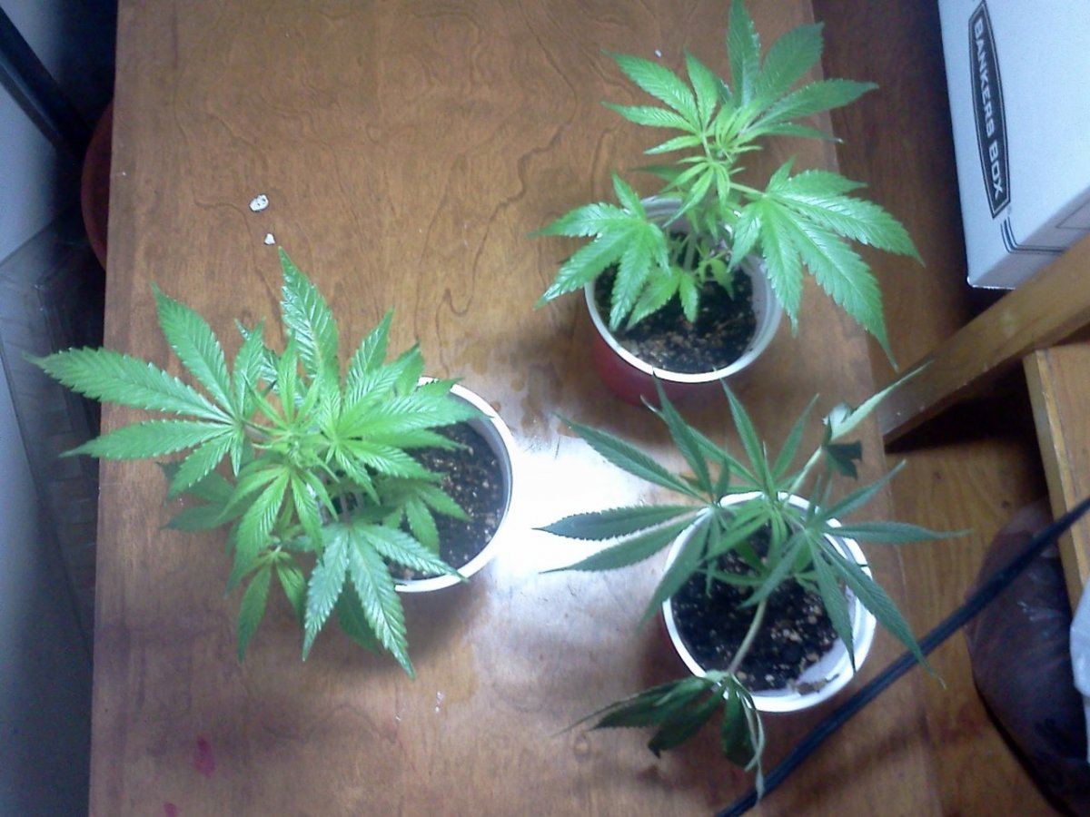 2nd grow indoor soil still learning 9