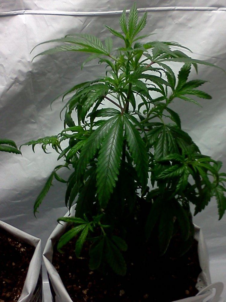 2nd grow indoor soil still learning