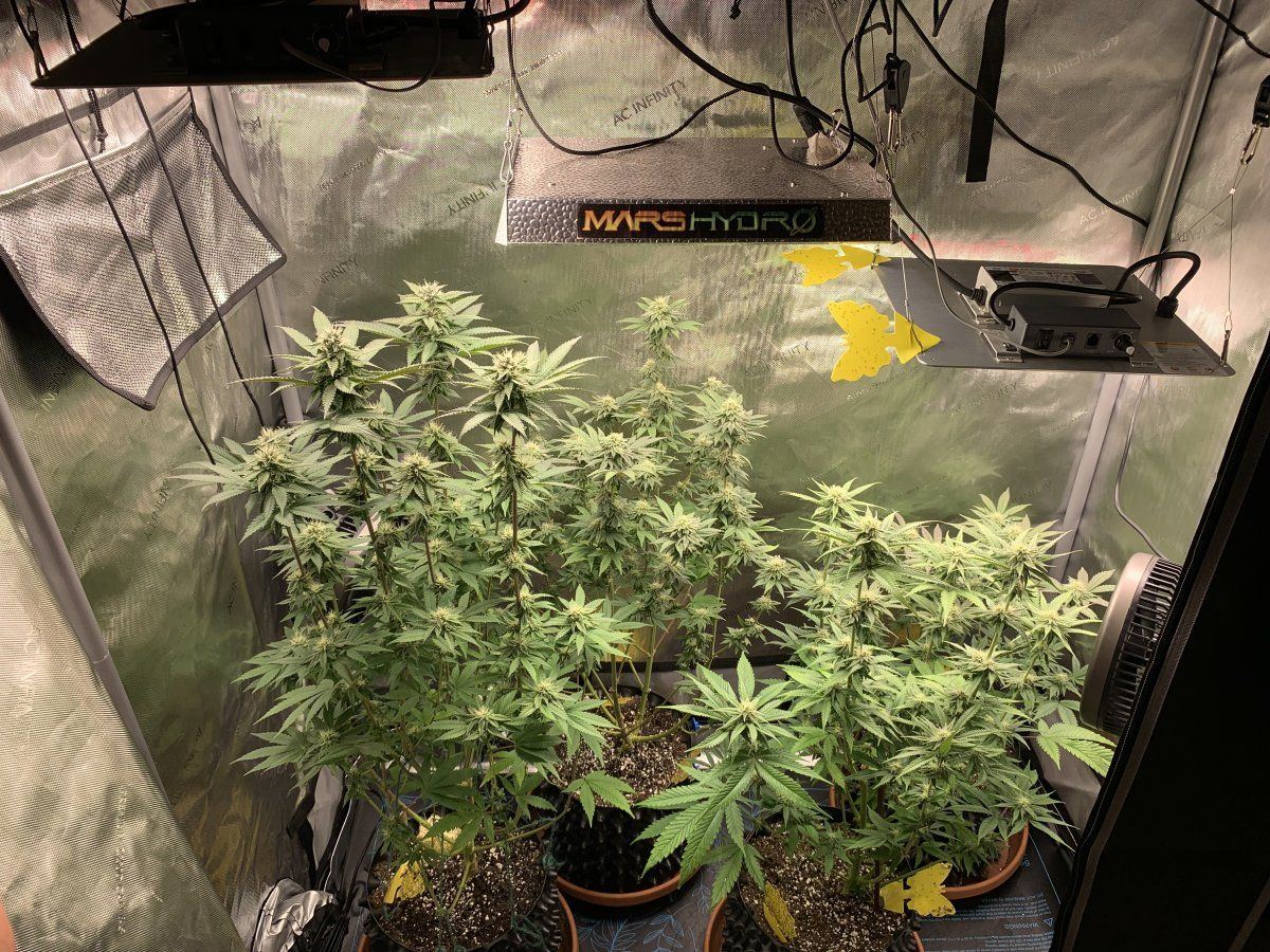 2nd grow is looking much better than my first purple caper grand gelato and ethos purple suns