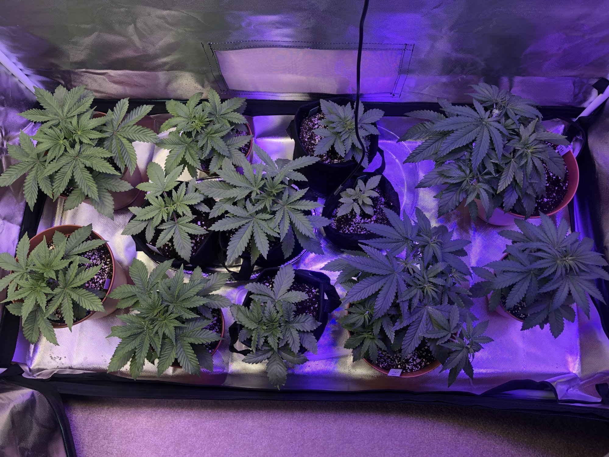 2nd grow   need advice