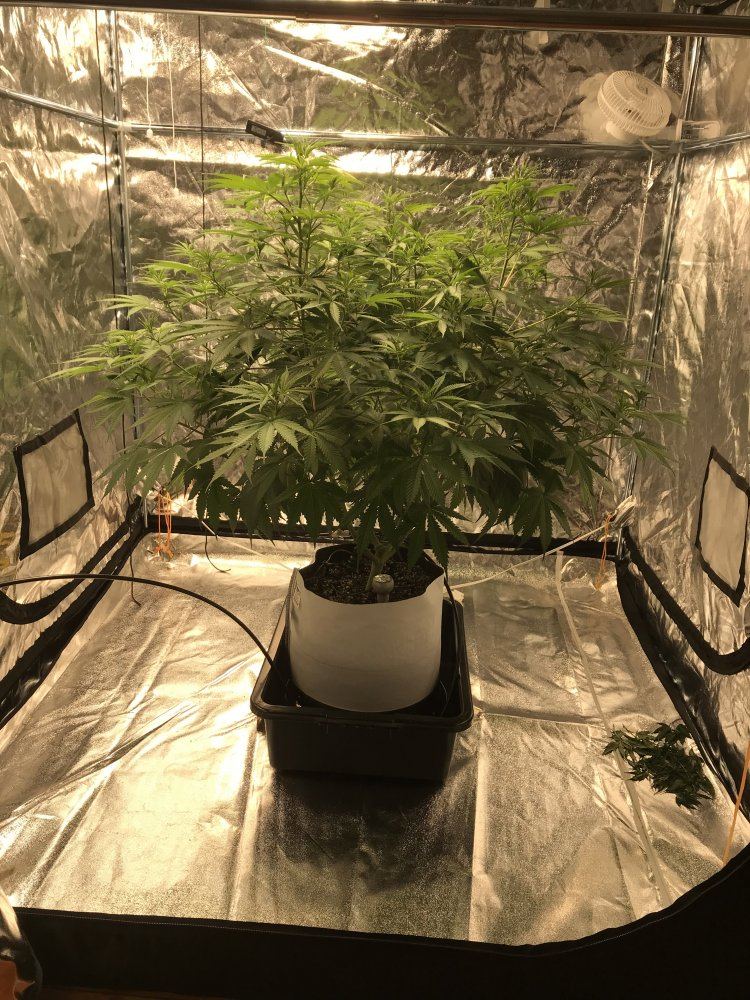 2nd grow   question about tent size number of plants and yield 2