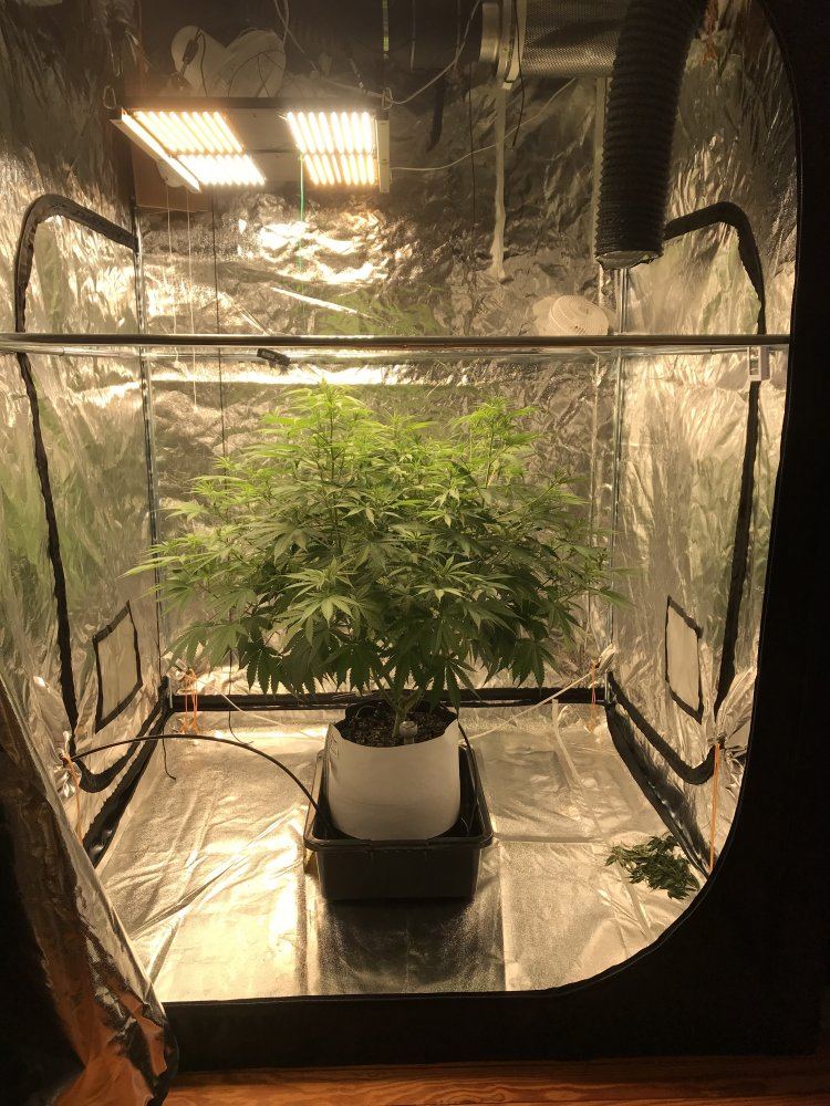 2nd grow   question about tent size number of plants and yield
