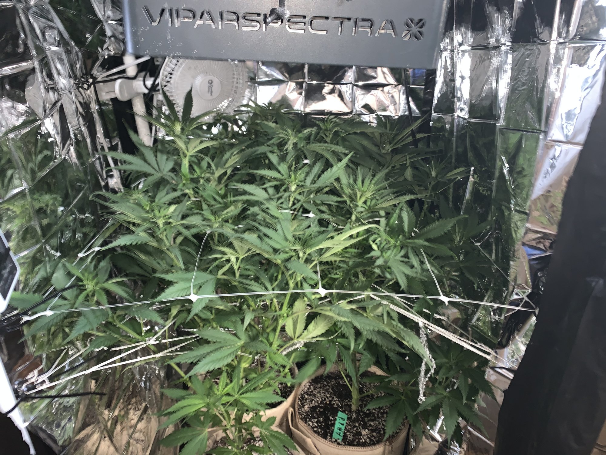 2nd grow using all the info i got from thcf 3