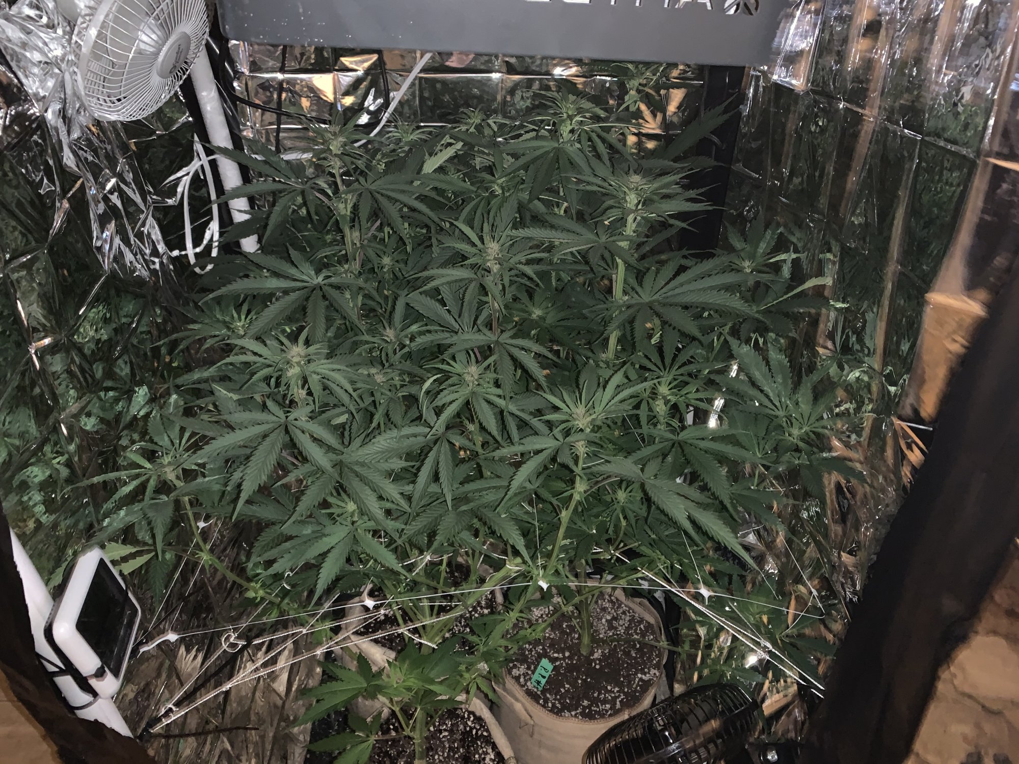 2nd grow using all the info i got from thcf 4