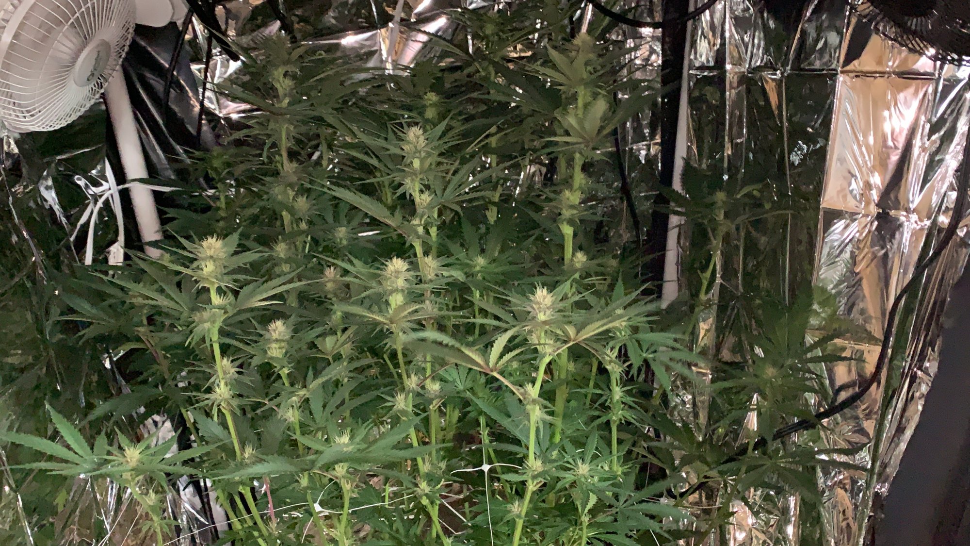 2nd grow using all the info i got from thcf 5
