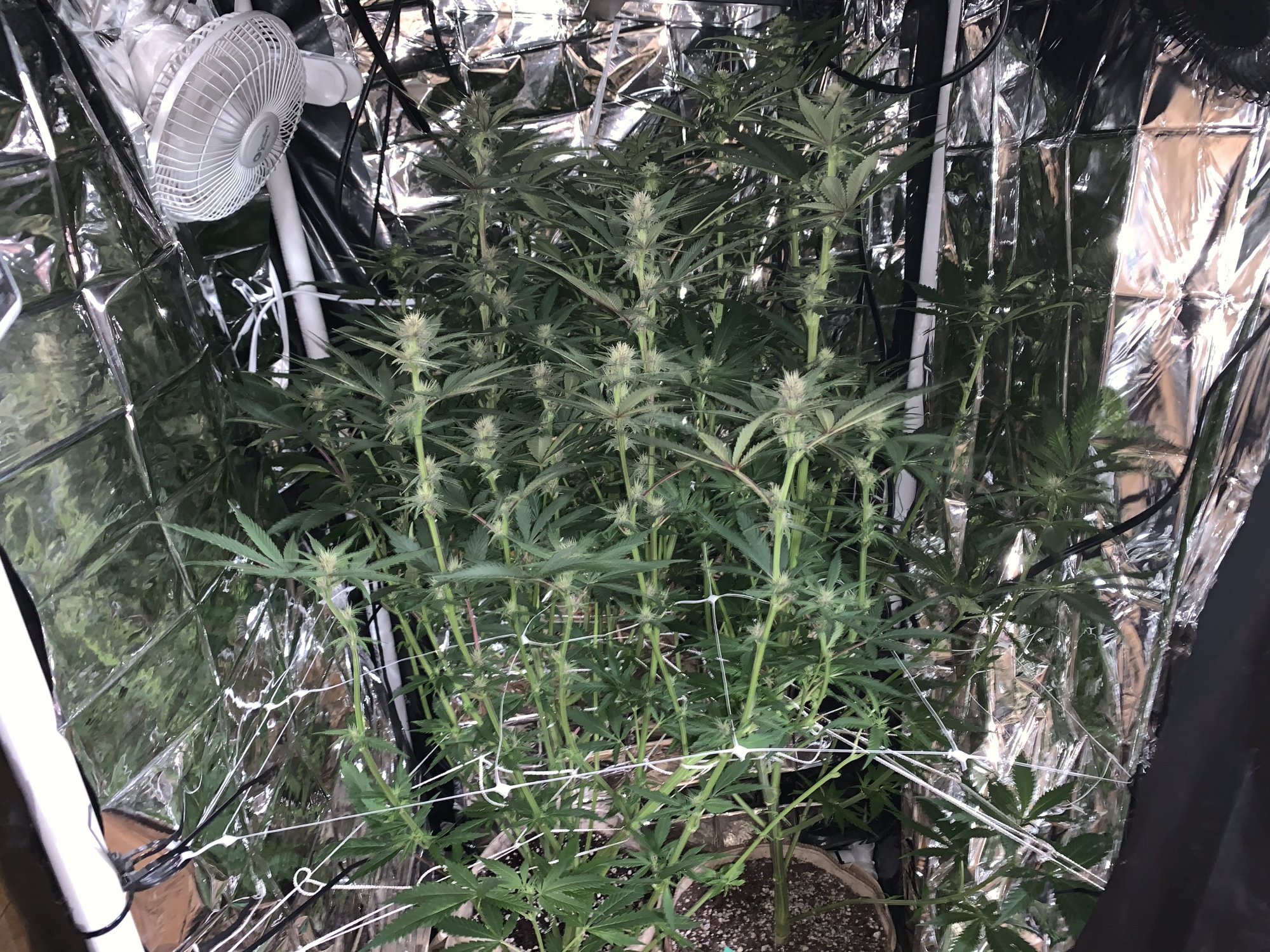 2nd grow using all the info i got from thcf 6