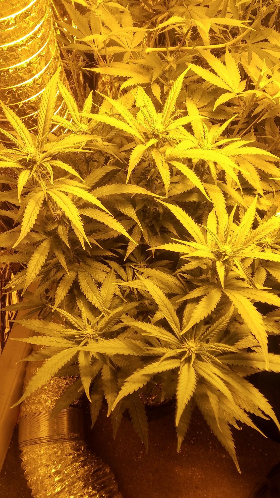 2nd indoor grow