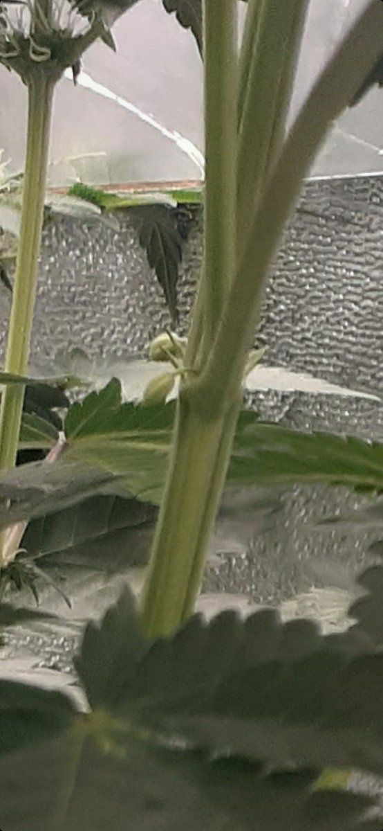2nd indoor grow wedding cake 2