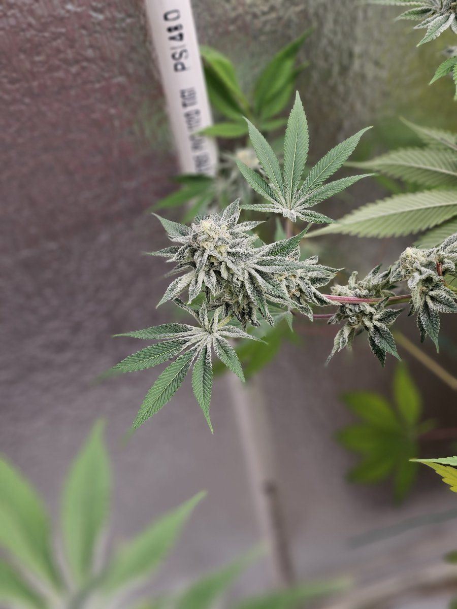 2nd living soil grow 3
