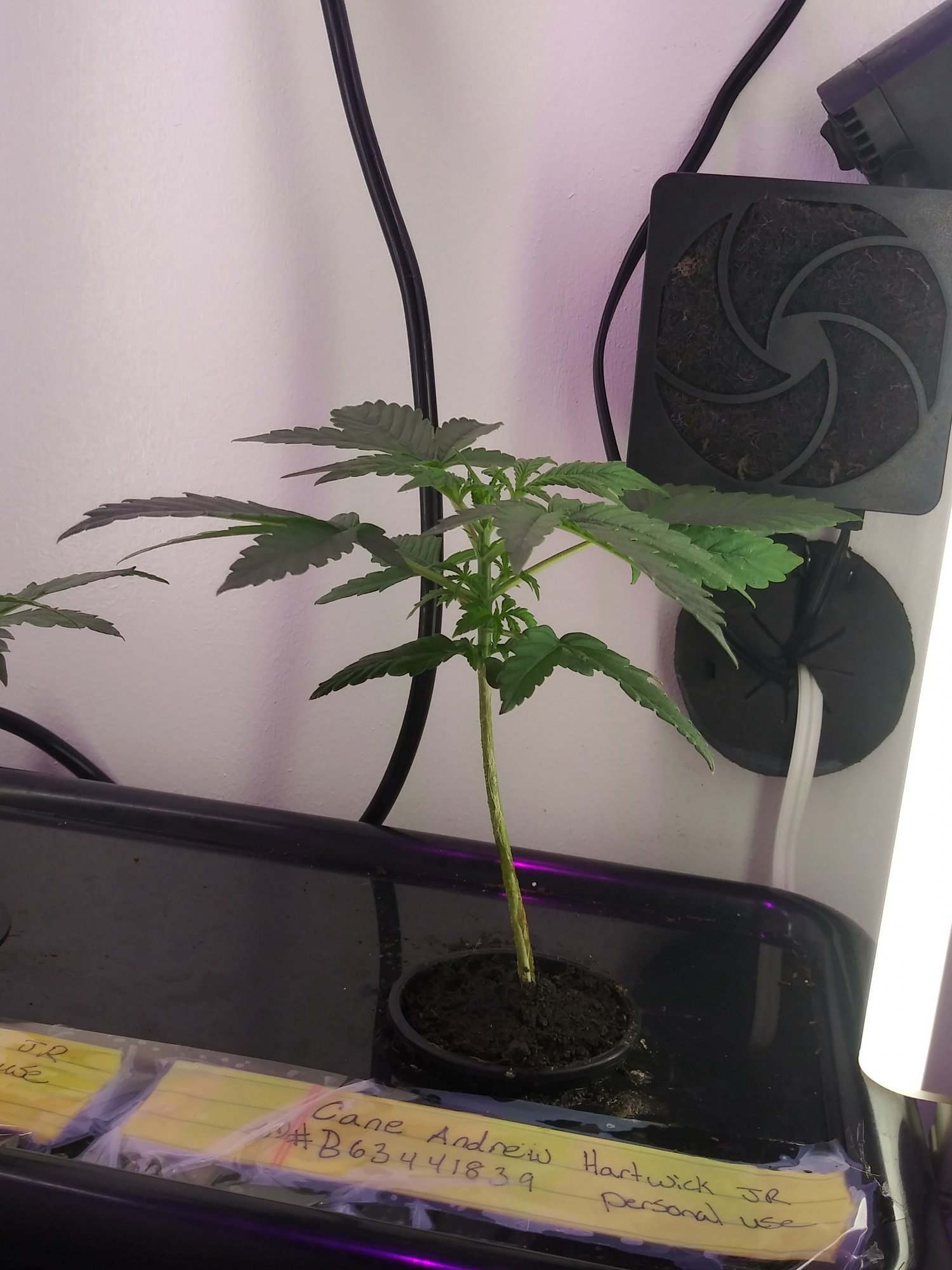 2nd microgrow 3